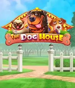 From Pragmatic Play comes The Dog House, featuring a delightful journey among charming canines. Discover features including sticky wilds, perfect for providing entertaining gameplay. Perfect for animal enthusiasts a lighthearted setting alongside lucrative rewards.